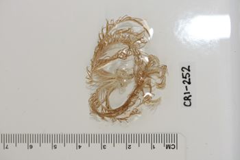 Media type: image;   Invertebrate Zoology CRI-252 Description: Preserved specimen.;